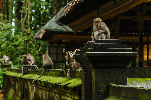 포토 JPG 해외이미지 나무 동물 얼굴 야생동물 음식 과학 포유류 아프리카 자연 휴가 털 바나나 동물원 사람없음 여름 자녀 원숭이 사찰 오르기 인도네시아 서식지 유인원 고릴라 유지 침팬지 해외202004 해외포토 식물 계절 나라 아시아 과일 종교건축 모션 신체부위 생태계 파일형식 이미지허브