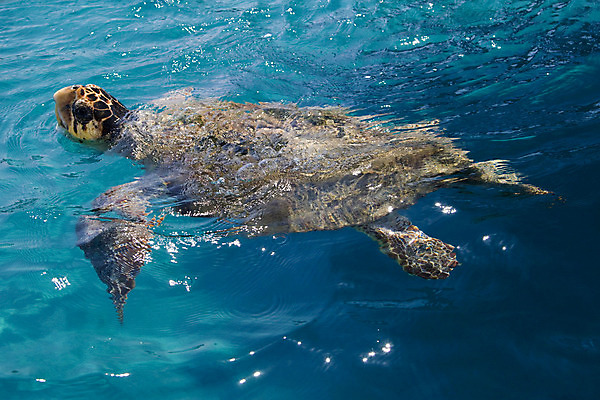 포토 JPG 해외이미지 척추동물 한마리 바다 파충류 자연 사람없음 야외 초록색 물 파란색 햇빛 수중 수영 껍질 점 투명 거북이 지중해 그리스 이국적 해외202004 해외포토 멸종위기종 자연요소 동물 1 유럽 컬러 태양 수상스포츠 생태계 파일형식 이미지허브