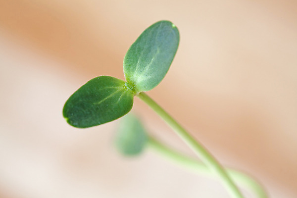 포토 JPG 해외이미지 식물 지구 컨셉 잎 농업 자연 새로움 수박 건강 씨앗 사람없음 초록색 농장 새싹 정원 흙 봄 무대 성장 신선 시간 작음 시작 먼지 진행 고립 땅바닥 모종 방법 밭일 생태학 처음 생존 해외202004 해외포토 계절 교육 산업 컬러 과일 바닥 크기 생태계 파일형식 이미지허브