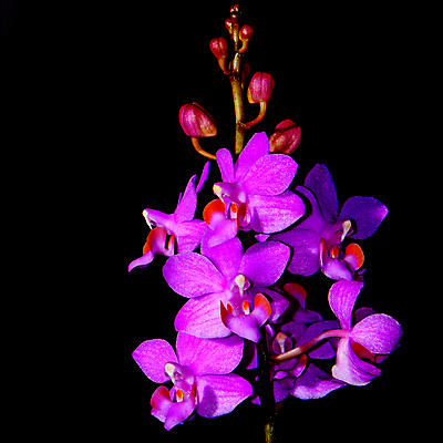 포토 JPG 해외이미지 식물 꽃 분홍색 꽃무늬 자연 사람없음 장식 환경 보라색 벚꽃 나뭇가지 신선 개화 난초 우아함 닫기 향기 호접란 내추럴 해외202004 해외포토 나무 컬러 컨셉 무늬 모션 생태계 냄새 파일형식 이미지허브