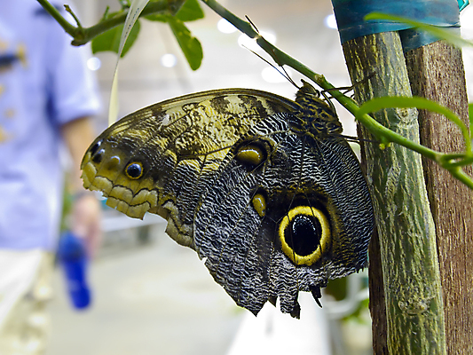 포토 JPG 해외이미지 동물 옷 나비 곤충 셔츠 날개 오렌지 사람없음 파란색 3D 보라색 검은색 활발 치수 소매 신발장 취급주의 터키석 해외202004 해외포토 컬러 컨셉 상의 과일 경고 보석 디지털합성 파일형식 이미지허브