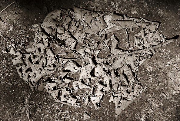 포토 JPG 해외이미지 잎 자연 건조 사람없음 야외 가로 갈색 변화 떨어짐 숲 땅바닥 해외202004 해외포토 식물 컬러 컨셉 바닥 생태계 파일형식 이미지허브