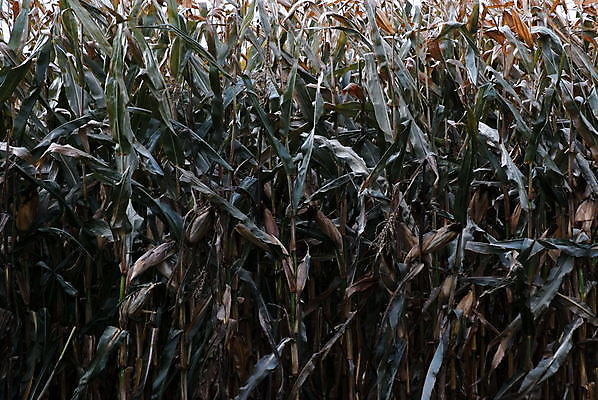 포토 JPG 해외이미지 식물 계절 음식 줄기 밭 농업 채소 옥수수 사람없음 농작물 농장 수확 가을 해외202004 해외포토 산업 곡류 파일형식 이미지허브