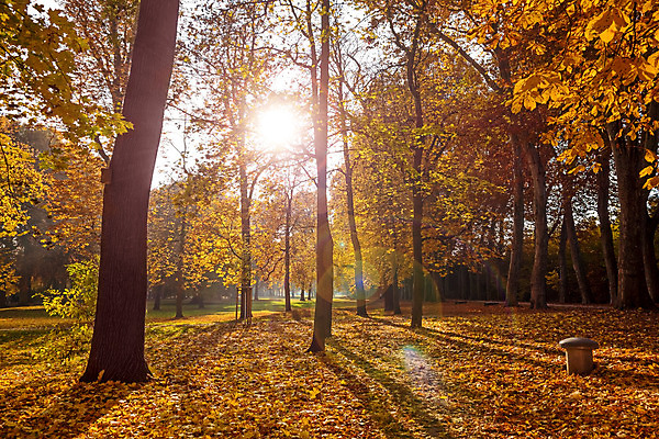 포토 JPG 해외이미지 나무 계절 공원 백그라운드 단풍 잎 오렌지 자연 하늘 날씨 풍경 사람없음 야외 목재 빨간색 초록색 파란색 빛 컬러풀 갈색 노란색 평화 환경 침묵 활발 가을 시골 신선 황금 숲 11월 장면 10월 내추럴 해외202004 해외포토 식물 공공시설 컬러 컨셉 과일 재료 소리 날짜 생태계 파일형식 이미지허브