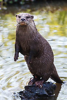포토 JPG 해외이미지 동물 유럽 호수 얼굴 야생동물 바다 장난 포유류 자연 놀이 수염 털 관리 동양인 사람없음 물 강 갈색 젖음 추위 오픈 입 치아 작음 호기심 육식동물 스코틀랜드 해외202004 해외포토 자연요소 감정 나라 컬러 컨셉 영국 인종 신체부위 소화기관 크기 생태계 파일형식 이미지허브