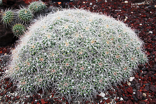 포토 JPG 해외이미지 식물 자연 선인장 건조 사람없음 초록색 컬러풀 정원 화장품 사막 가시 약초 허브 원예 조경 스펀지 해외202004 해외포토 컬러 취미 뷰티 풀_식물 생태계 파일형식 이미지허브