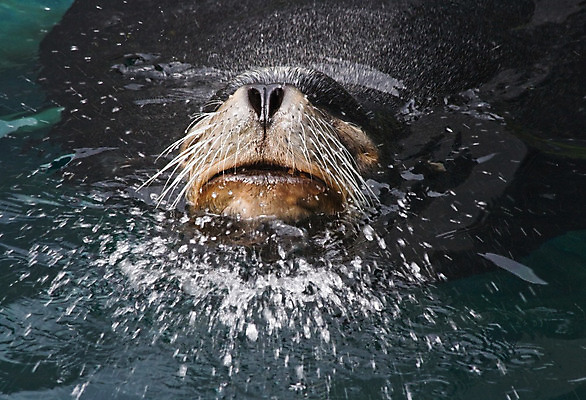 포토 JPG 해외이미지 동물 야생동물 파도 바다 포유류 놀이 휴식 동물원 사람없음 수영 소리 물방울 속도 다이빙 황소 암초 방문 스플래쉬 해외202004 해외포토 컨셉 수상스포츠 소 수중스포츠 파일형식 이미지허브