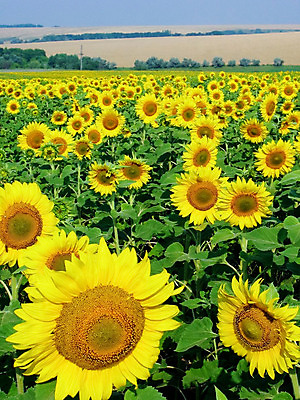 포토 JPG 해외이미지 식물 꽃잎 꽃 줄기 백그라운드 잎 꽃무늬 밭 농업 자연 하늘 해바라기 풍경 사람없음 야외 초록색 여름 농작물 농장 노란색 환경 정원 맑음 활발 수확 시골 개화 큼 땅 꽃집 장면 내추럴 밭일 해외202004 해외포토 계절 산업 컬러 컨셉 무늬 날씨 상점 크기 생태계 파일형식 이미지허브