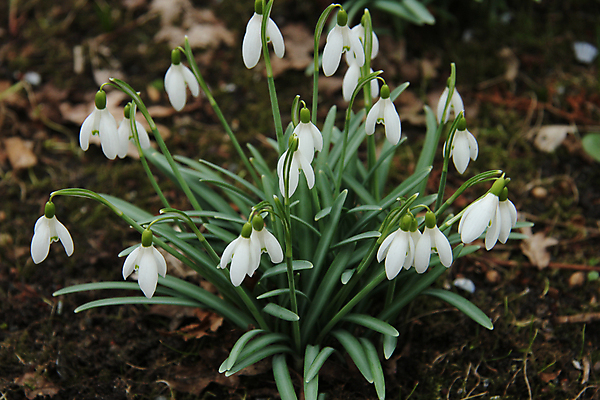 포토 JPG 해외이미지 계절 꽃잎 꽃 잎 자연 부활절 사람없음 봄 흰색 속도 스노드롭 헌병 해외202004 해외포토 식물 기념일 컬러 군인 생태계 파일형식 이미지허브