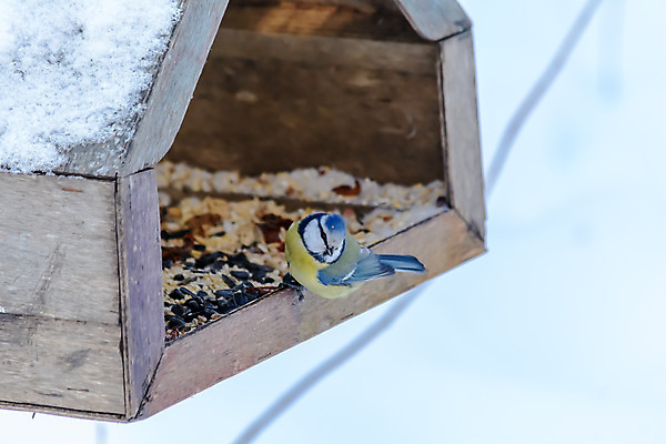 포토 JPG 해외이미지 동물 계절 공원 야생동물 음식 백그라운드 겨울 날개 자연 조류 씨앗 사람없음 야외 목재 파란색 컬러풀 갈색 노란색 환경 정원 냉동 검은색 추위 흰색 숲 작음 먹이 깃털 서리 부리 동물상 수수 수유 눈내림 해외202004 해외포토 나무 식물 공공시설 컬러 재료 눈_날씨 조형물 크기 생태계 파일형식 이미지허브
