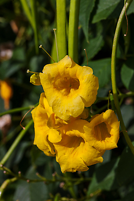 포토 JPG 해외이미지 식물 계절 공원 꽃잎 꽃 아시아 선 백그라운드 잎 꽃무늬 밭 태국 자연 휴가 이집트 사람없음 야외 초록색 여름 빛 컬러풀 노란색 정원 맑음 벚꽃 나뭇가지 신선 개화 그룹 황금 닫기 다발 향기 베트남 발리 몰디브 내추럴 파라다이스 스타일 해외202004 해외포토 나무 공공시설 나라 컬러 섬 무늬 농업 모션 아프리카 날씨 동남아시아 생태계 냄새 인도네시아 파일형식 이미지허브