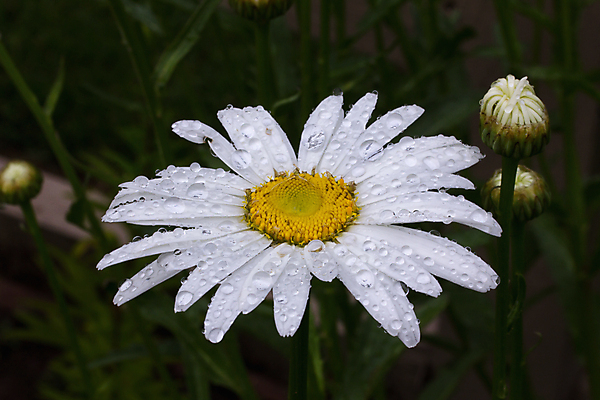 포토 JPG 해외이미지 식물 자연 풍경 사람없음 여름 컬러풀 정원 젖음 벚꽃 흰색 데이지 해외202004 해외포토 계절 꽃 컬러 생태계 파일형식 이미지허브