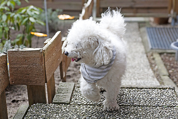 포토 JPG 해외이미지 동물 직업 헤어스타일 손 응시 여자 행복 탁자 휴가 수염 미소 20대 사람없음 야외 여름 반려동물 거품 자유 공구 붓 머리빗 칼날 고급 개 빨래 드라이어 이발 자르기 서비스 푸들 몸단장 돌봄 위생관리 유래 이발사 직진 해외202004 해외포토 시선 계절 감정 가구 컨셉 가사 포유류 모션 표정 관리 사람 청년 신체부위 도구 미용용품 파일형식 이미지허브