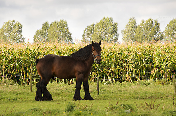 포토 JPG 해외이미지 나무 동물 밭 포유류 자연 생물 서기 사람없음 초록색 농장 농경지 갈색 검은색 시골 승마 꼬리 갈기 내추럴 해외202004 해외포토 식물 스포츠 컬러 농업 모션 생태계 파일형식 이미지허브