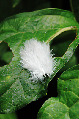 포토 JPG 해외이미지 잎 자연 친절 사람없음 초록색 빛 흰색 우아함 깃털 질감 부드러움 솜털 해외202004 해외포토 식물 컬러 컨셉 감각 생태계 파일형식 이미지허브