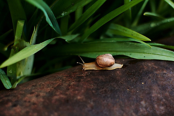포토 JPG 해외이미지 식물 동물 계절 야생동물 백그라운드 잎 모션 자연 성공 연체동물 나선형 사람없음 야외 물 농장 환경 정원 봄 젖음 껍질 신선 떨어짐 숲 이슬 땅 빗방울 속도 덮기 느림 내추럴 기어가기 동물상 민달팽이 끈적임 해외202004 해외포토 자연요소 컨셉 무늬 농업 무척추동물 조형물 비_날씨 생태계 파일형식 달팽이_동물 이미지허브
