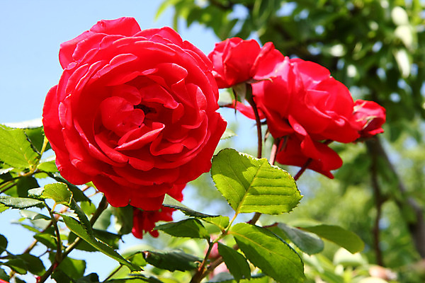 포토 JPG 해외이미지 꽃 백그라운드 농업 자연 사람없음 야외 빨간색 컬러풀 장미 정원 봄 소프트포커스 해외202004 해외포토 식물 계절 산업 컬러 촬영기법 생태계 파일형식 이미지허브