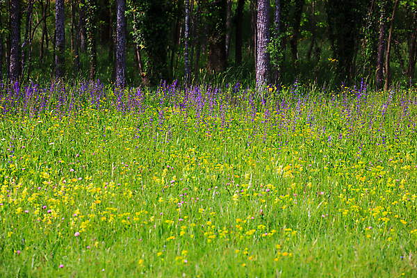 포토 JPG 해외이미지 꽃잎 꽃 자연 사람없음 초록색 봄 이탈리아 보호구역 해외202004 해외포토 식물 계절 유럽 컬러 생태계 구역 파일형식 이미지허브