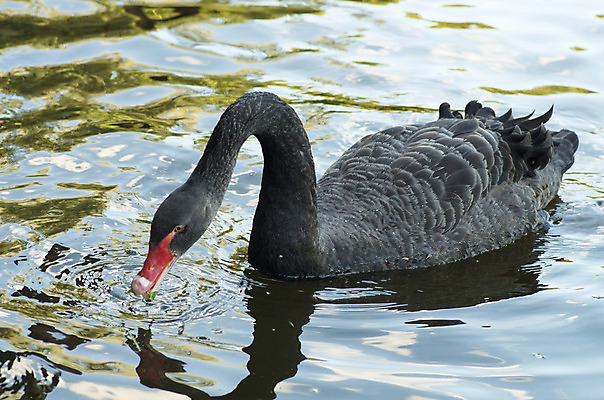 포토 JPG 해외이미지 동물 호수 야생동물 컨셉 2 날개 자연 조류 사랑 사람없음 야외 물 파란색 빛 검은색 수영 침묵 하트 연못 우아함 순수 깃털 백조 장면 목 내추럴 단아함 해외202004 해외포토 자연요소 모양 감정 컬러 신체부위 소리 수상스포츠 생태계 파일형식 이미지허브