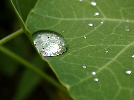 포토 JPG 해외이미지 나무 식물 지구 백그라운드 잎 자연 잔디 사람없음 야외 초록색 약 환경 정원 흙 봄 성장 가을 물방울 허브 묘사 질감 내추럴 밭일 해외202004 해외포토 계절 컬러 의학 생태계 파일형식 이미지허브