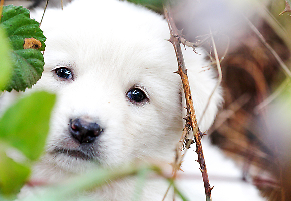 포토 JPG 해외이미지 동물 응시 잎 자연 사람없음 반려동물 슬픔 가을 흰색 표현 가시 개 강아지 무서움 버리기 혼자 해외202004 해외포토 식물 시선 계절 감정 컬러 포유류 모션 생태계 파일형식 이미지허브