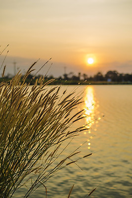 포토 JPG 해외이미지 식물 디자인 계절 꽃 실루엣 바다 여행 백그라운드 잎 밭 오렌지 자연 하늘 아침 추상 갈대 풍경 사람없음 야외 물 여름 빛 강 컬러풀 햇빛 태양 일출 맑음 일몰 봄 시골 신선 황금 소프트포커스 큼 밀 질감 복고 내추럴 수평선 해외202004 해외포토 주간 자연요소 컬러 무늬 농업 과일 날씨 곡류 촬영기법 노을 크기 생태계 파일형식 이미지허브