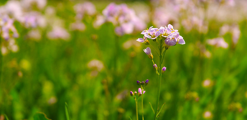 포토 JPG 해외이미지 꽃 분홍색 사람없음 여름 태양 맑음 봄 보케 캄파눌라 해외202004 해외포토 자연요소 식물 계절 컬러 날씨 파일형식 이미지허브