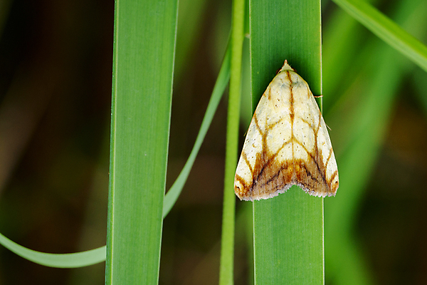 포토 JPG 해외이미지 동물 유럽 야생동물 나비 곤충 백그라운드 절지류 날개 오렌지 가족 자연 영국 사람없음 초록색 갈색 식사 흰색 공작 작음 큼 양배추 스핑크스 거인 나방 동물상 재 집시 해외202004 해외포토 나라 컬러 채소 과일 관계 조류 이집트 조형물 크기 생태계 파일형식 이미지허브