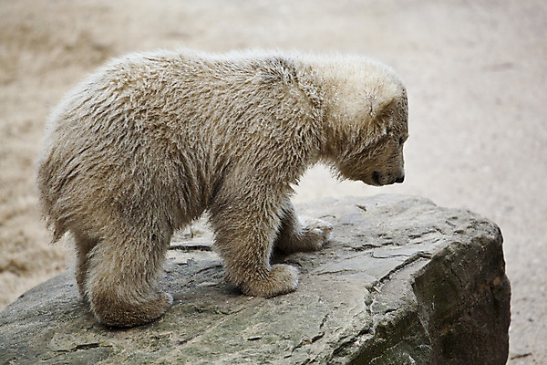포토 JPG 해외이미지 동물 계절 야생동물 새끼 겨울 곰 포유류 포옹 자연 벽지 털 동물원 피곤 사람없음 야외 글로벌 머리 얼음 검은색 힘 젖음 추위 흰색 입 남극 북극 서리 육식동물 봉 사냥꾼 북쪽 멸종 서식지 동물상 해외202004 해외포토 자연요소 직업 컬러 컨셉 안기 신체부위 조형물 극지방 방향 생태계 파일형식 이미지허브