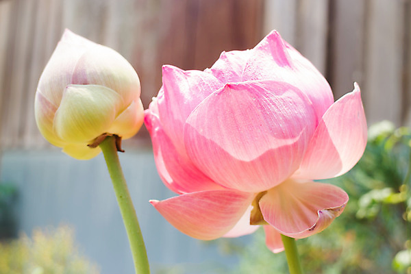 포토 JPG 해외이미지 식물 계절 공원 꽃잎 꽃 줄기 분홍색 잎 꽃무늬 자연 휴식 사람없음 야외 초록색 햇빛 태양 환경 정원 맑음 벚꽃 연못 개화 명상 향기 엽서 이국적 해외202004 해외포토 자연요소 공공시설 컬러 컨셉 무늬 날씨 편지 생태계 냄새 파일형식 이미지허브