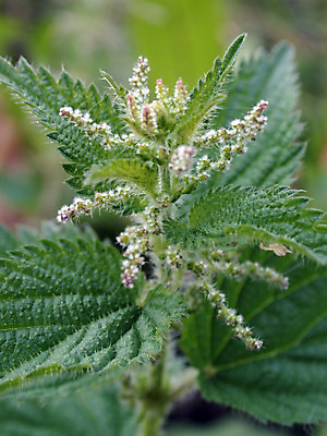 포토 JPG 해외이미지 나무 식물 지구 백그라운드 잎 자연 잔디 사람없음 야외 초록색 약 환경 정원 흙 봄 성장 가을 물방울 허브 묘사 질감 내추럴 밭일 해외202004 해외포토 계절 컬러 의학 생태계 파일형식 이미지허브