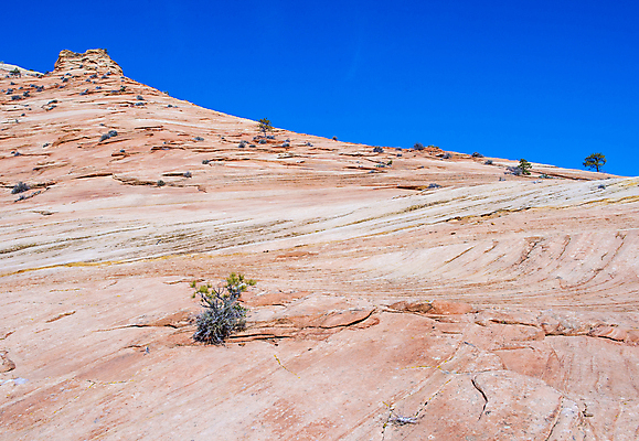 포토 JPG 해외이미지 나무 공원 도로 여행 겨울 오렌지 자연 하늘 휴가 산 풍경 사람없음 야외 빨간색 파란색 강 여행객 골짜기 계곡 얼음 미국 하이킹 사막 추위 바위 흰색 황무지 호기심 내추럴 시온산 전국 지질학 해외202004 해외포토 자연요소 식물 계절 공공시설 교육 감정 길 컬러 컨셉 북아메리카 과일 교통시설 레저 사람 돌_바위 생태계 파일형식 이미지허브