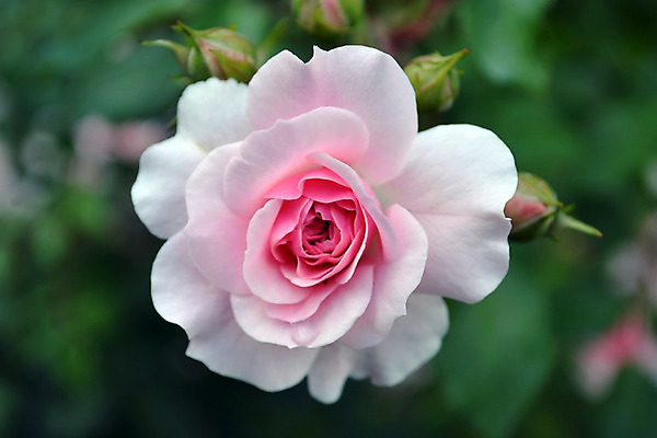 포토 JPG 해외이미지 식물 기념일 꽃잎 꽃 분홍색 꽃다발 결혼 백그라운드 잎 꽃무늬 패턴 자연 벽지 결혼식 휴가 친절 발렌타인데이 선물 사랑 사람없음 빨간색 세로 초록색 여름 장미 정원 봄 벚꽃 흰색 축하 인사 신선 신용카드 생일 크림 질감 부드러움 고립 해외202004 해외포토 계절 감정 컬러 컨셉 무늬 데이이벤트 이벤트 금융 예절 감각 생태계 파일형식 이미지허브