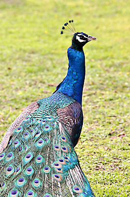 포토 JPG 해외이미지 동물 척추동물 1 남자 백그라운드 자연 조류 생물 성인 사람없음 야외 초록색 여름 파란색 머리 공작 인도인 깃털 싱글 해외202004 해외포토 외국인 계절 컬러 사람 동양인 신체부위 생태계 파일형식 이미지허브