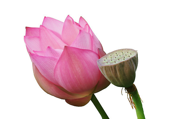 포토 JPG 해외이미지 식물 꽃 선 꽃무늬 자연 사람없음 빨간색 초록색 환경 흰색 신성 메뚜기 해외202004 해외포토 컬러 곤충 무늬 생태계 파일형식 이미지허브