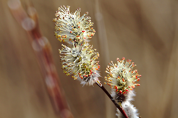 포토 JPG 해외이미지 식물 전통 계절 꽃 곤충 백그라운드 잎 자연 아침 휴가 부활절 사람없음 야외 장식 빨간색 초록색 여름 컬러풀 노란색 파티 정원 봄 성장 벚꽃 흰색 축하 개화 숲 작음 4월 5월 벌 버드나무 부드러움 꿀 솜털 해외202004 해외포토 주간 나무 동물 기념일 컬러 컨셉 이벤트 감각 날짜 크기 생태계 파일형식 이미지허브