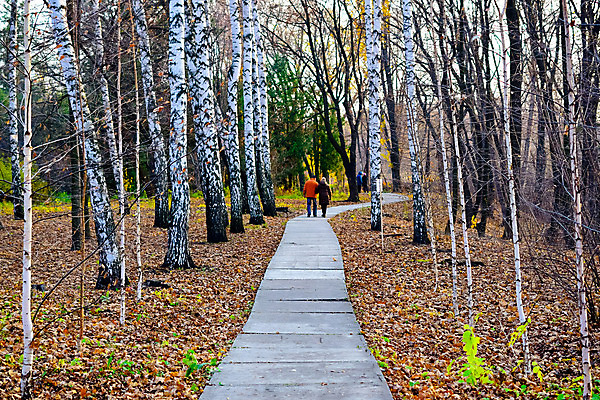 포토 JPG 해외이미지 나무 커플 계절 공원 도로 길 스포츠 여행 잎 겨울 자연 스키 거리 사람 풍경 사람없음 야외 목재 초록색 여름 달리기 노란색 걷기 산책 추위 가을 숲 식물원 해외202004 해외포토 식물 공공시설 컬러 재료 관계 교통시설 모션 겨울스포츠 휴식 생태계 파일형식 이미지허브