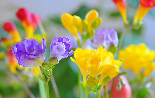 포토 JPG 해외이미지 식물 기념일 꽃잎 꽃 꽃다발 컨셉 잎 꽃무늬 자연 기념 선물 사람없음 초록색 파란색 노란색 새싹 정원 보라색 봄 흰색 인사 신선 떨어짐 자주색 꽃집 제비꽃 심볼 열정 수선화 라일락 고립 해외202004 해외포토 계절 감정 컬러 무늬 이벤트 상점 예절 생태계 파일형식 이미지허브