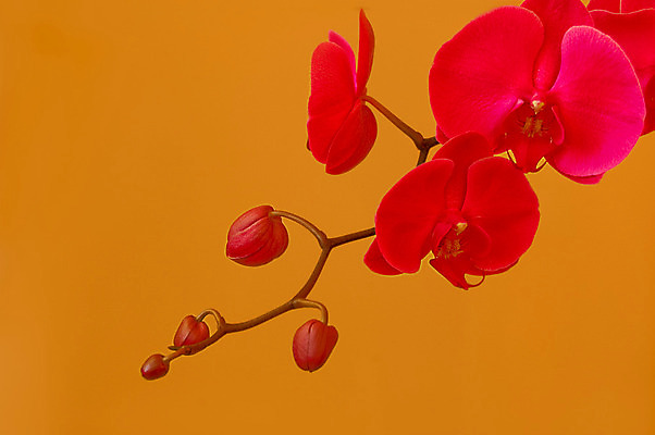 포토 JPG 해외이미지 식물 기념일 꽃잎 꽃 분홍색 꽃다발 백그라운드 오렌지 자연 선물 사람없음 장식 벚꽃 나뭇가지 난초 우아함 호접란 고립 해외202004 해외포토 나무 컬러 컨셉 과일 이벤트 생태계 파일형식 이미지허브