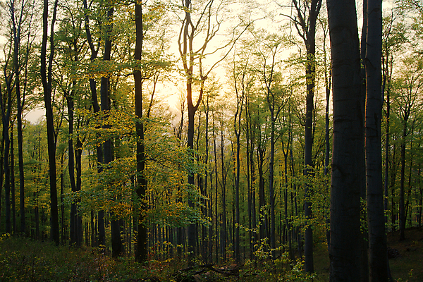 포토 JPG 해외이미지 나무 식물 여행 잎 자연 아침 산 풍경 사람없음 야외 초록색 여름 빛 태양 평화 환경 어둠 침묵 고요 황혼 일몰 봄 새벽 하이킹 시골 신선 황무지 황금 보호 저녁 숲 언덕 장면 부드러움 내추럴 그리너리 해외202004 해외포토 주간 자연요소 계절 컬러 컨셉 레저 노을 소리 감각 야간 생태계 파일형식 트랜드컬러 이미지허브