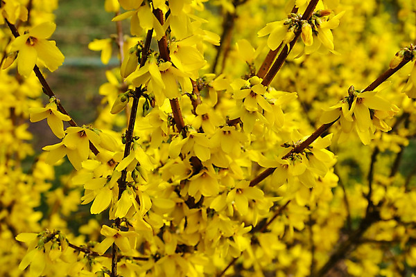 포토 JPG 해외이미지 나무 식물 계절 꽃잎 꽃 백그라운드 잎 꽃무늬 자연 하늘 한국 사람없음 야외 장식 초록색 컬러풀 노란색 정원 맑음 봄 활발 나뭇가지 개화 황금 내추럴 해외202004 해외포토 아시아 컬러 컨셉 무늬 날씨 생태계 파일형식 이미지허브