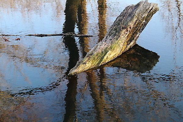 포토 JPG 해외이미지 나무 섬 백그라운드 컨셉 자연 영국 사람없음 목재 물 강 환경 콜롬비아 숲 자르기 날것 통나무 낚시꾼 내추럴 벌목 해외202004 해외포토 자연요소 식물 유럽 재료 모션 남아메리카 생태계 파일형식 이미지허브