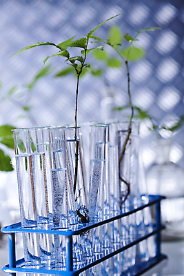 포토 JPG 해외이미지 식물 실내 실험 사람없음 아웃포커스 액체 화학 실험실 플라스크 시험관 비커 유리관 화학실험 시험관대 해외202004 해외포토 과학 촬영기법 실험기구 내부 파일형식 이미지허브