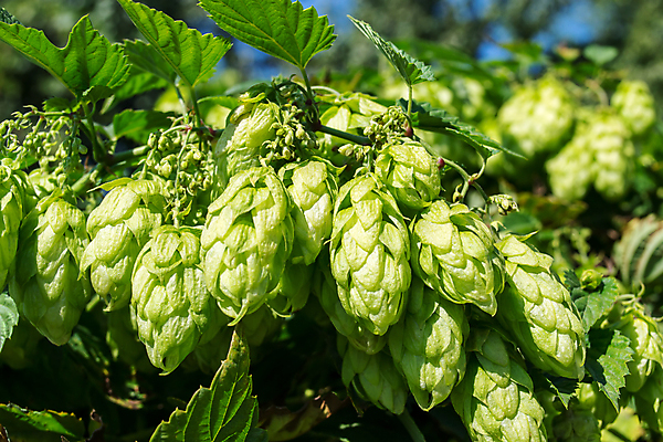 포토 JPG 해외이미지 주간 그림자 사람없음 야외 아웃포커스 가득함 해외202004 홉 해외포토 자연요소 식물 촬영기법 파일형식 이미지허브