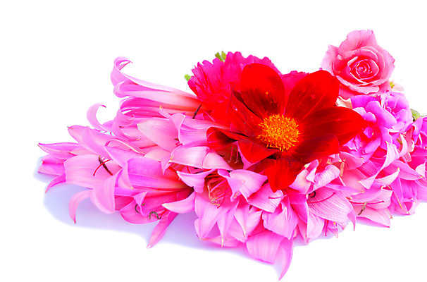 포토 JPG 해외이미지 식물 꽃잎 꽃 분홍색 꽃다발 결혼 백그라운드 잎 꽃무늬 패턴 자연 선물 사랑 이벤트 사람없음 장식 장미 머리 보라색 봄 벚꽃 흰색 축하 신선 화려 개화 자르기 다발 꽃집 심볼 약혼 내추럴 고립 해외202004 해외포토 계절 감정 컬러 컨셉 무늬 모션 신체부위 상점 생태계 약속 파일형식 이미지허브