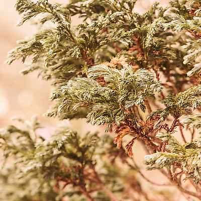 포토 JPG 해외이미지 나무 구름 공원 유럽 여행 자연 하늘 산 파노라마 풍경 경사 사람없음 야외 초록색 여름 파란색 환경 맑음 봄 가을 소나무 정상 숲 언덕 장면 전나무 산악지대 삼림지대 절정 가문비나무 수평선 해외202004 해외포토 자연요소 식물 계절 공공시설 나라 컬러 날씨 촬영기법 생태계 파일형식 이미지허브