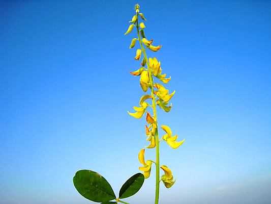 포토 JPG 해외이미지 식물 꽃잎 꽃 꽃다발 백그라운드 꽃무늬 오렌지 자연 선물 사람없음 여름 노란색 정원 봄 벚꽃 흰색 신선 닫기 묘사 데이지 내추럴 고립 해외202004 해외포토 계절 컬러 무늬 과일 모션 생태계 파일형식 이미지허브