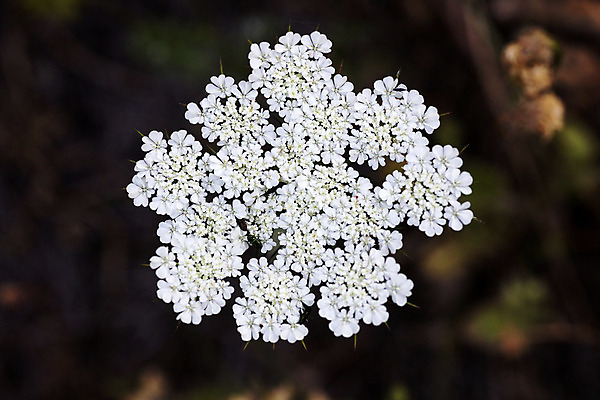 포토 JPG 해외이미지 식물 디자인 공원 꽃 분홍색 꽃다발 결혼 백그라운드 잎 꽃무늬 자연 벽지 하늘 추상 발렌타인데이 사랑 사람없음 야외 장식 초록색 여름 컬러풀 장미 정원 일본 맑음 봄 벚꽃 흰색 직물 신선 신용카드 생일 개화 질감 내추럴 찰과상 해외202004 해외포토 계절 공공시설 기념일 감정 아시아 컬러 무늬 데이이벤트 날씨 이벤트 금융 상처 생태계 파일형식 이미지허브