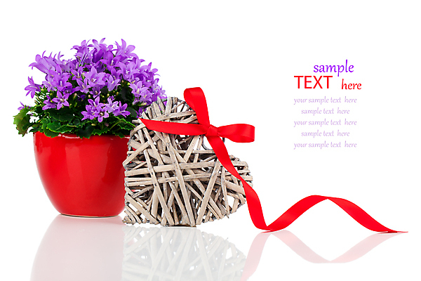 포토 JPG 해외이미지 식물 꽃 화분 꽃다발 꽃무늬 자연 발렌타인데이 사람없음 목재 장식 빨간색 파란색 봄 벚꽃 종 뜨거움 개화 다발 라일락 심기 취급주의 캄파눌라 해외202004 해외포토 나무 계절 컬러 무늬 재료 모션 데이이벤트 경고 생태계 파일형식 이미지허브