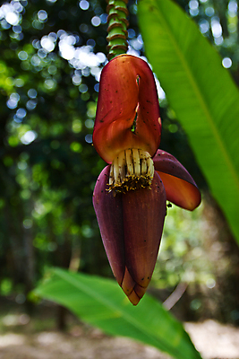 포토 JPG 해외이미지 나무 식물 꽃잎 꽃 음식 줄기 분홍색 백그라운드 잎 농업 과일 자연 바나나 사람없음 야외 초록색 농작물 농장 정원 성장 벚꽃 나뭇가지 신선 유기농 내추럴 식용 영원 해외202004 해외포토 웰빙 산업 컬러 생태계 파일형식 이미지허브